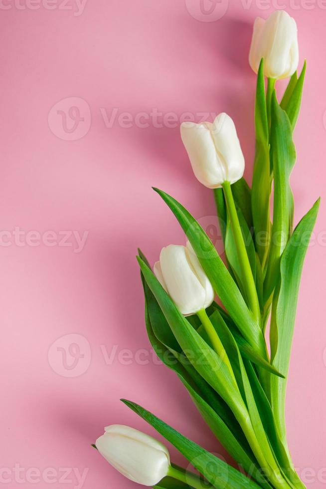 frische weiße Tulpen auf rosa Hintergrund. foto