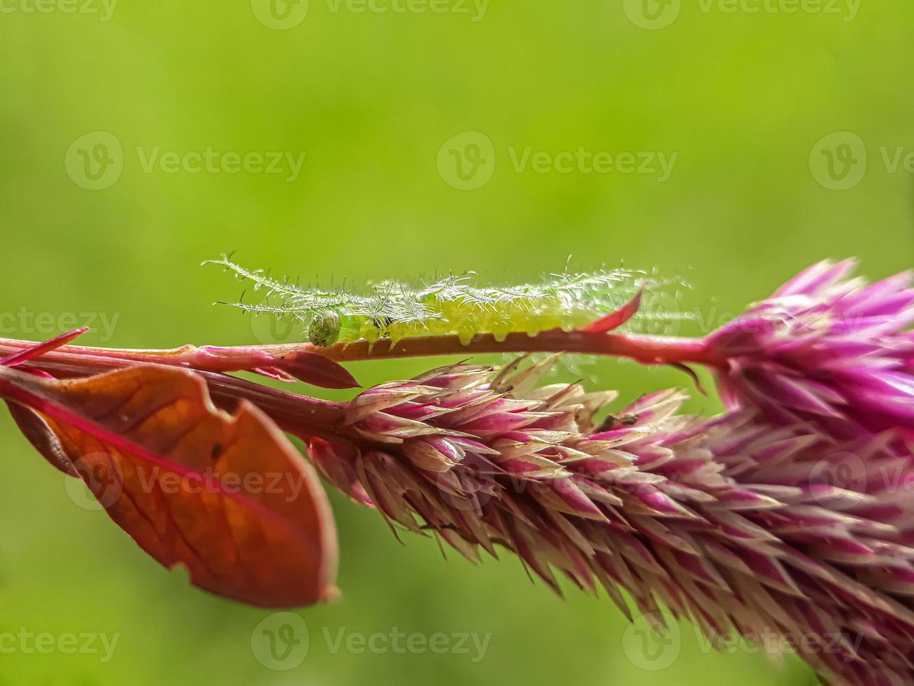 Makroinsekten, Schmetterlinge, Motten, Fliegen, Mücken, Raupen, Gottesanbeterin auf Zweigen, Blattblumen mit natürlichem Hintergrund foto