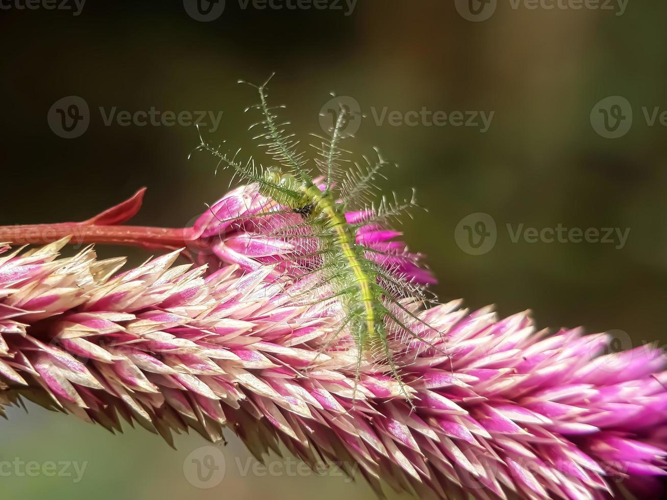 Makroinsekten, Schmetterlinge, Motten, Fliegen, Mücken, Raupen, Gottesanbeterin auf Zweigen, Blattblumen mit natürlichem Hintergrund foto