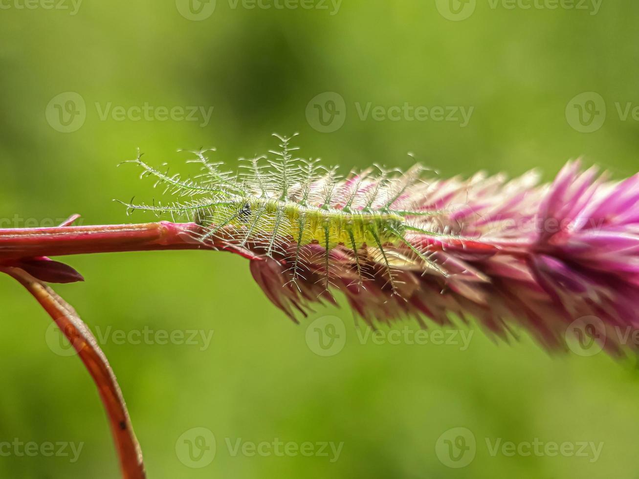 Makroinsekten, Schmetterlinge, Motten, Fliegen, Mücken, Raupen, Gottesanbeterin auf Zweigen, Blattblumen mit natürlichem Hintergrund foto