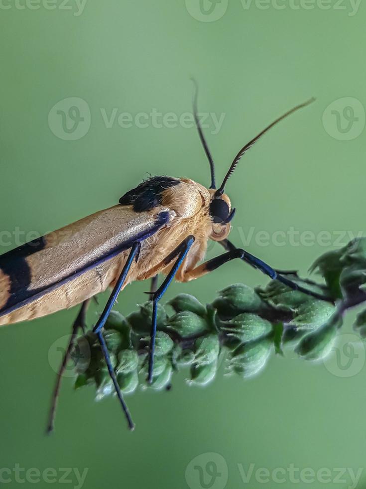 Makroinsekten, Schmetterlinge, Motten, Fliegen, Mücken, Raupen, Gottesanbeterin auf Zweigen, Blattblumen mit natürlichem Hintergrund foto