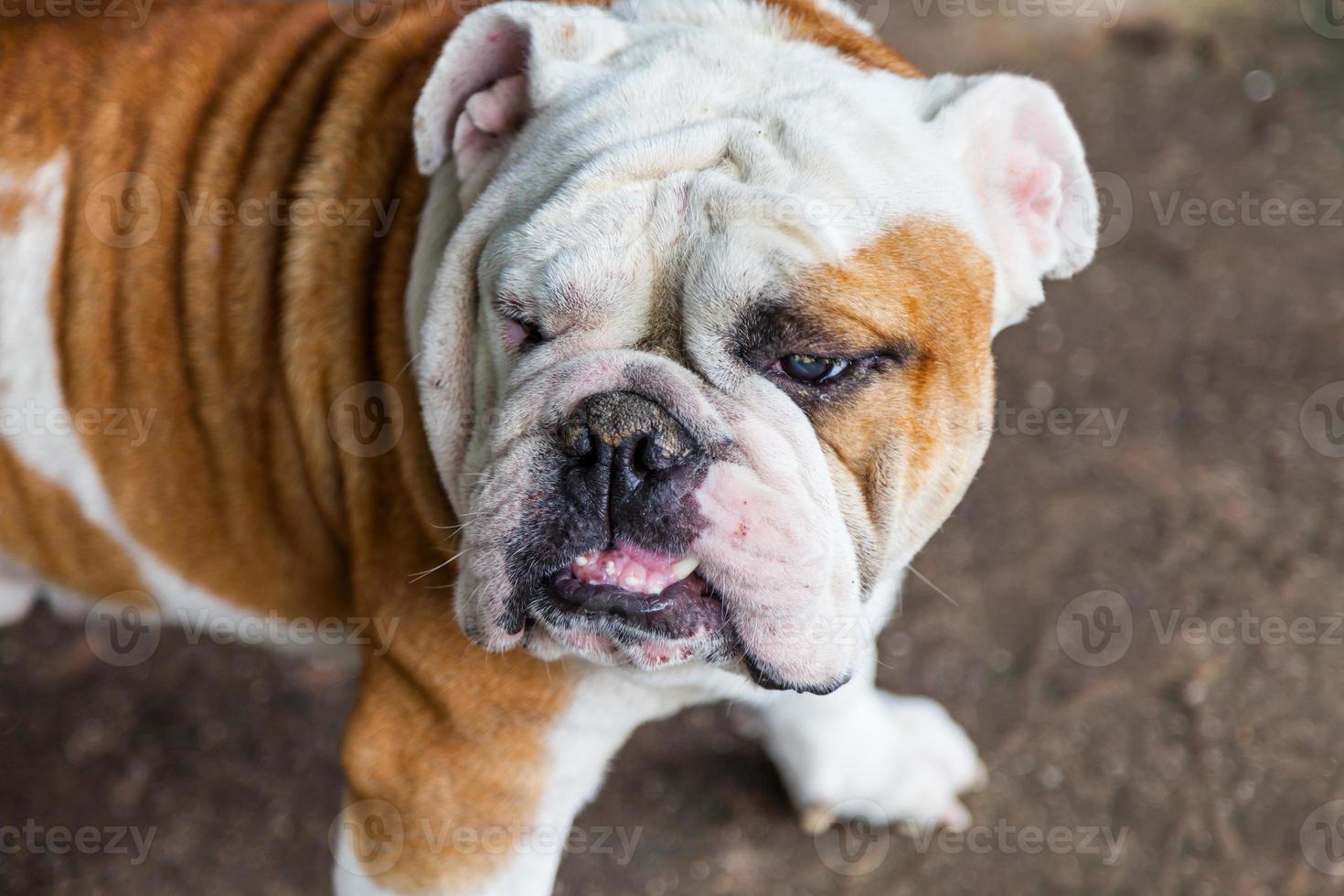 Englische Bulldogge auf der Suche foto