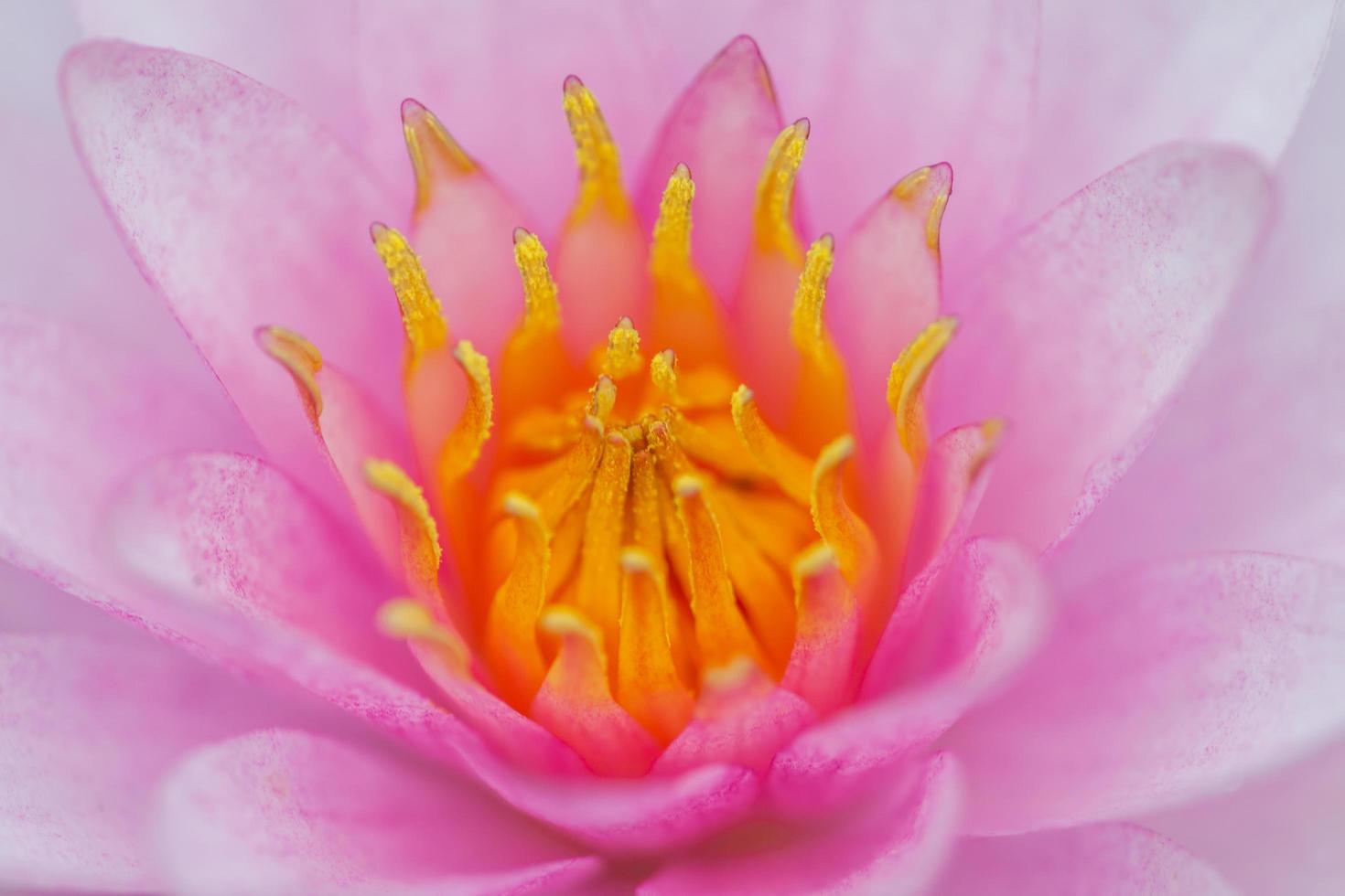 rosa Lotusblume foto