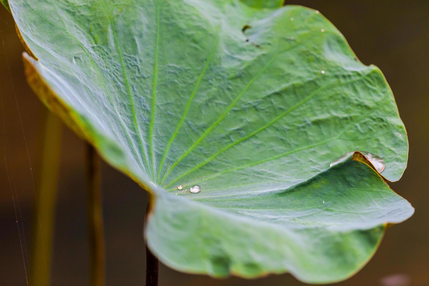 Regen auf grünem Lotusblatt mit Wassertropfen foto