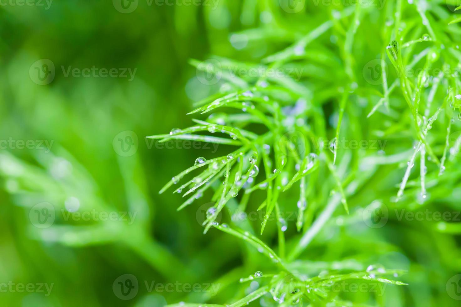 Regentropfen auf kleinem Pflanzennaturhintergrund foto