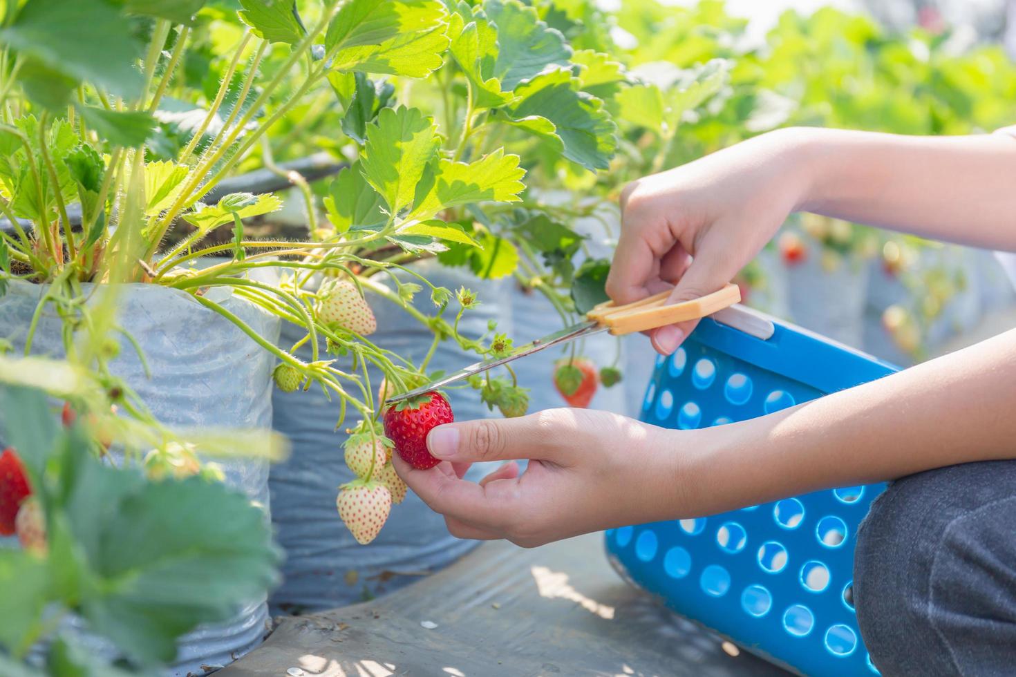 Selektiver Fokus des Jungen, der im Garten frische rote Bio-Erdbeeren von Hand pflückt foto