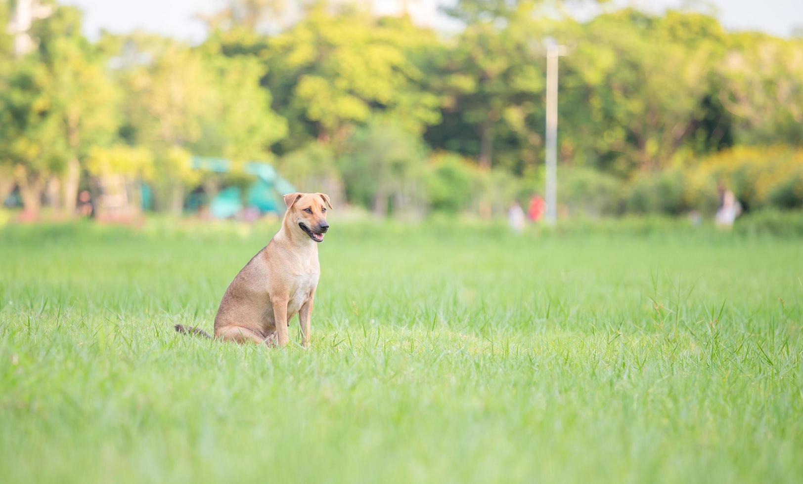 der hund sitzt auf dem gras im park foto