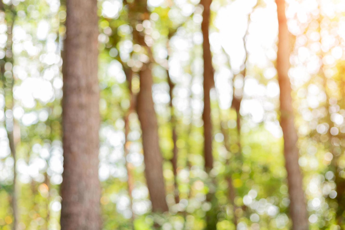 Baum und Naturhintergrund Bokeh mit durchscheinendem Grenzlicht foto