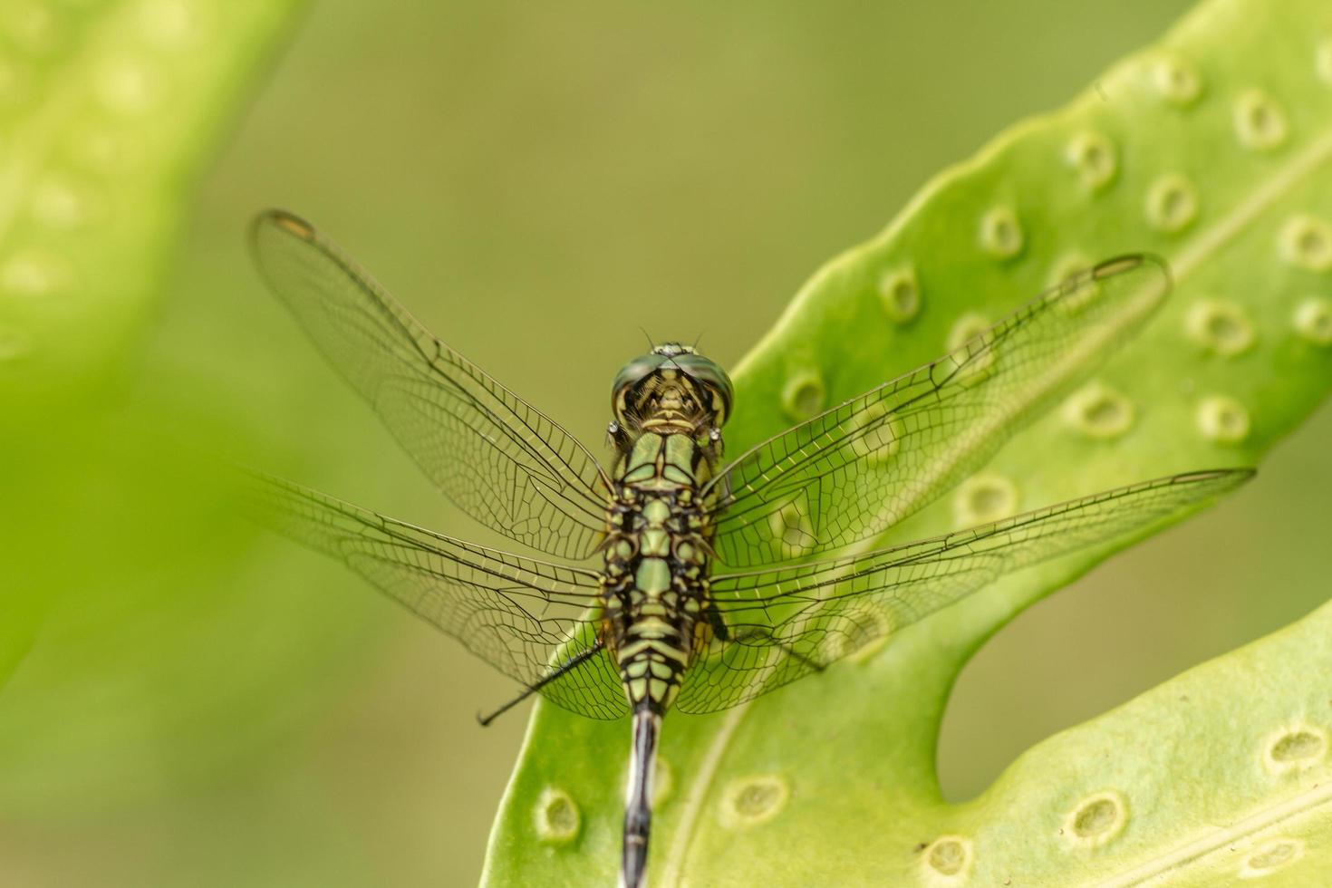 eine grüne libelle mit schwarzen streifen sitzt oben auf dem blatt, der hintergrund der grünen blätter ist verschwommen foto