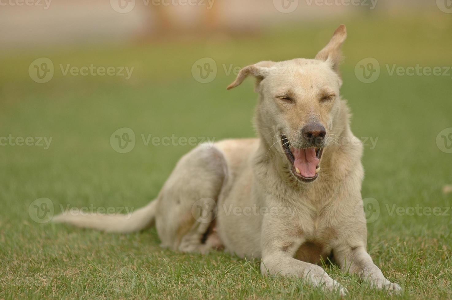 Lachender thailändischer Hund auf Gras foto