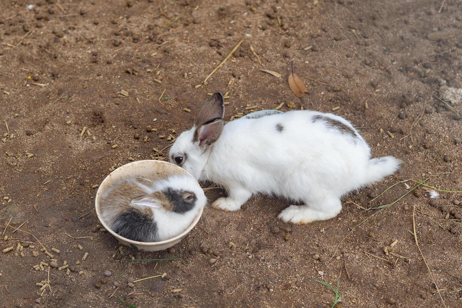 kleine kaninchen niedlich verschieden im bauernhof foto