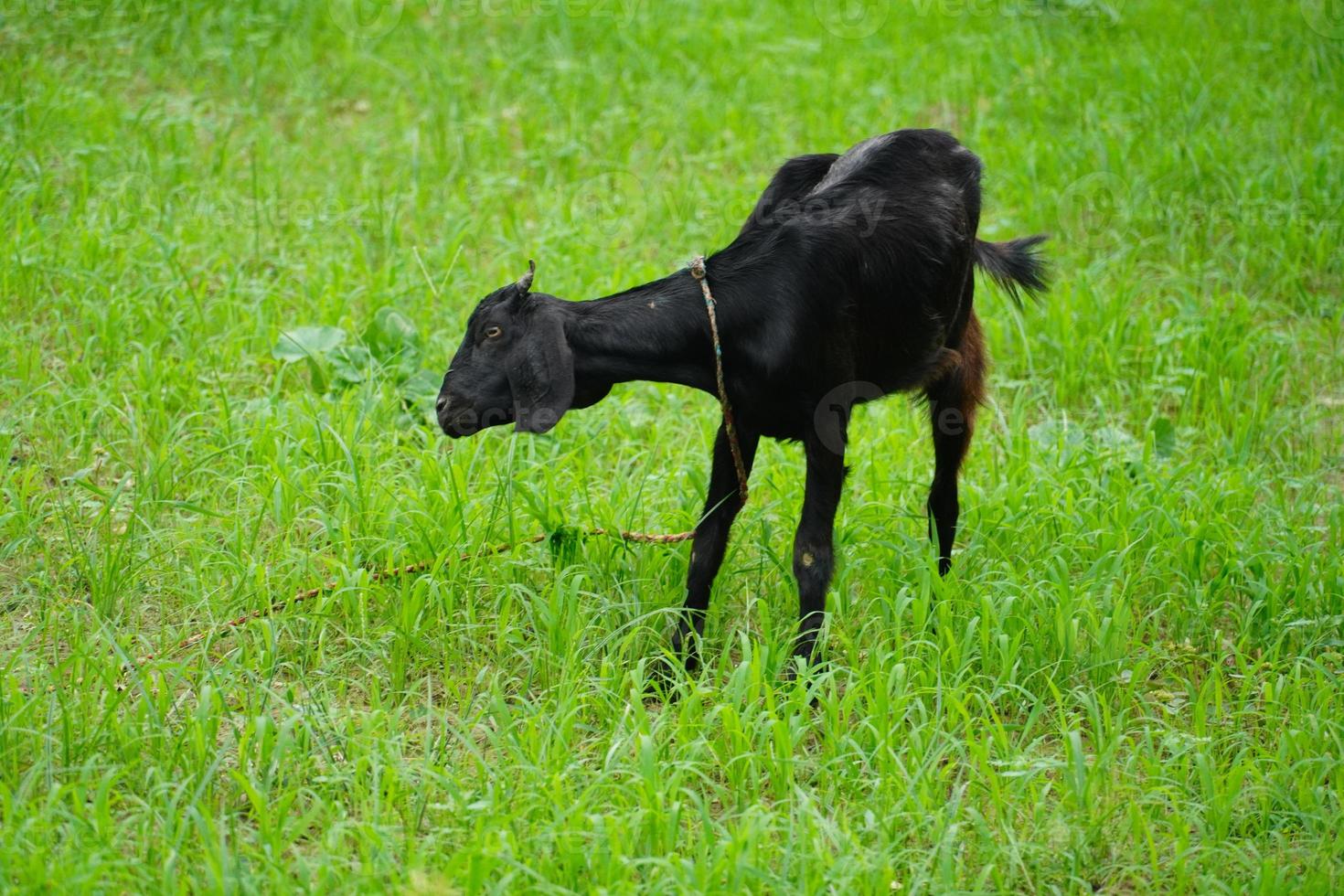 schwarze Ziege im Park foto