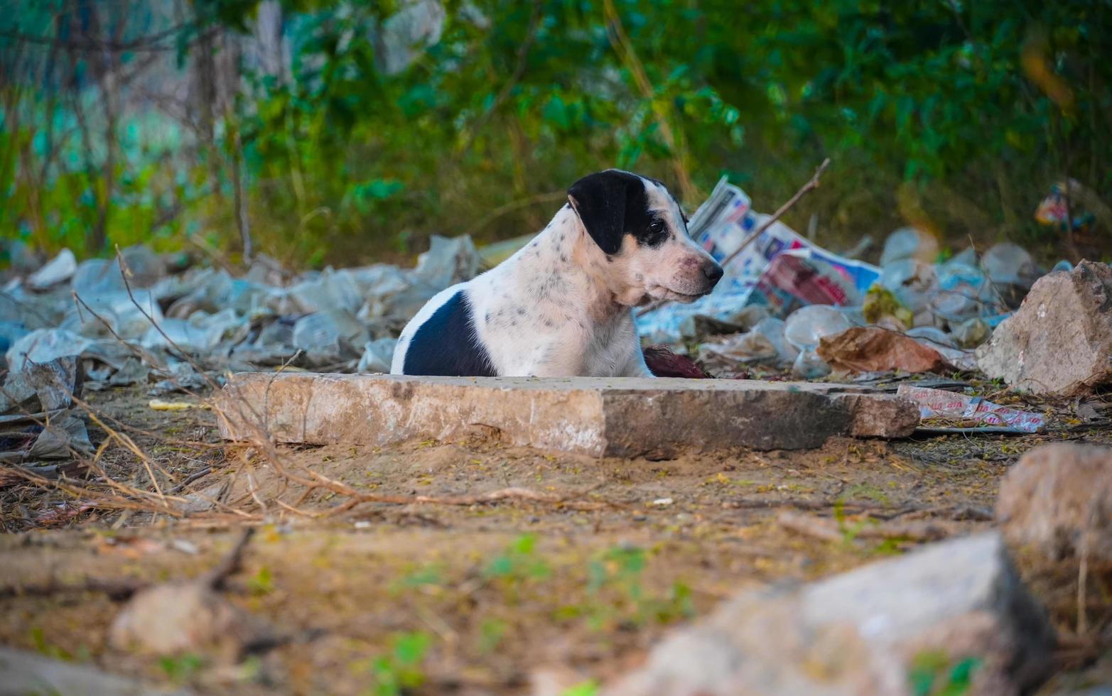 Straßenhund schwarz, Hundebilder - indische Straßenhundebilder foto