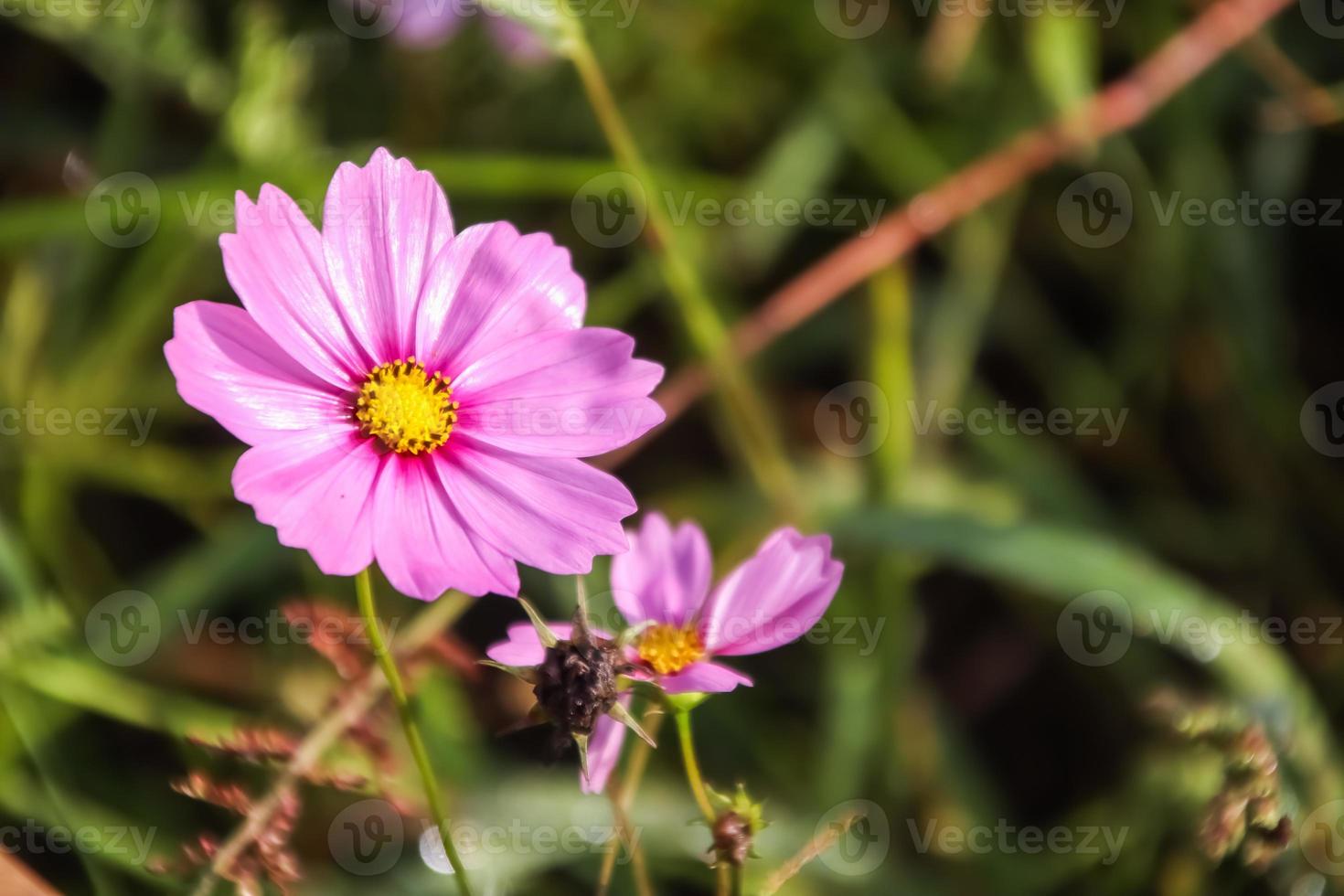 Nahaufnahme der rosafarbenen Kosmosblume, die auf dem Feld blüht. foto