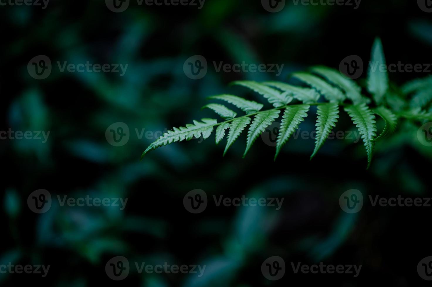 Blätter aus der Natur, die in der Regenzeit reichlich vorhanden sind, natürliche Konzepte foto