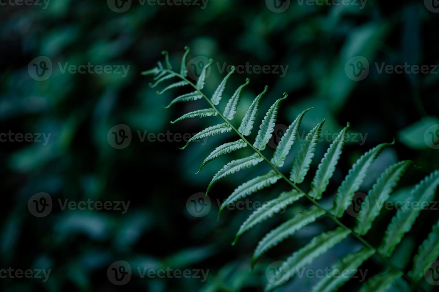 Blätter aus der Natur, die in der Regenzeit reichlich vorhanden sind, natürliche Konzepte foto