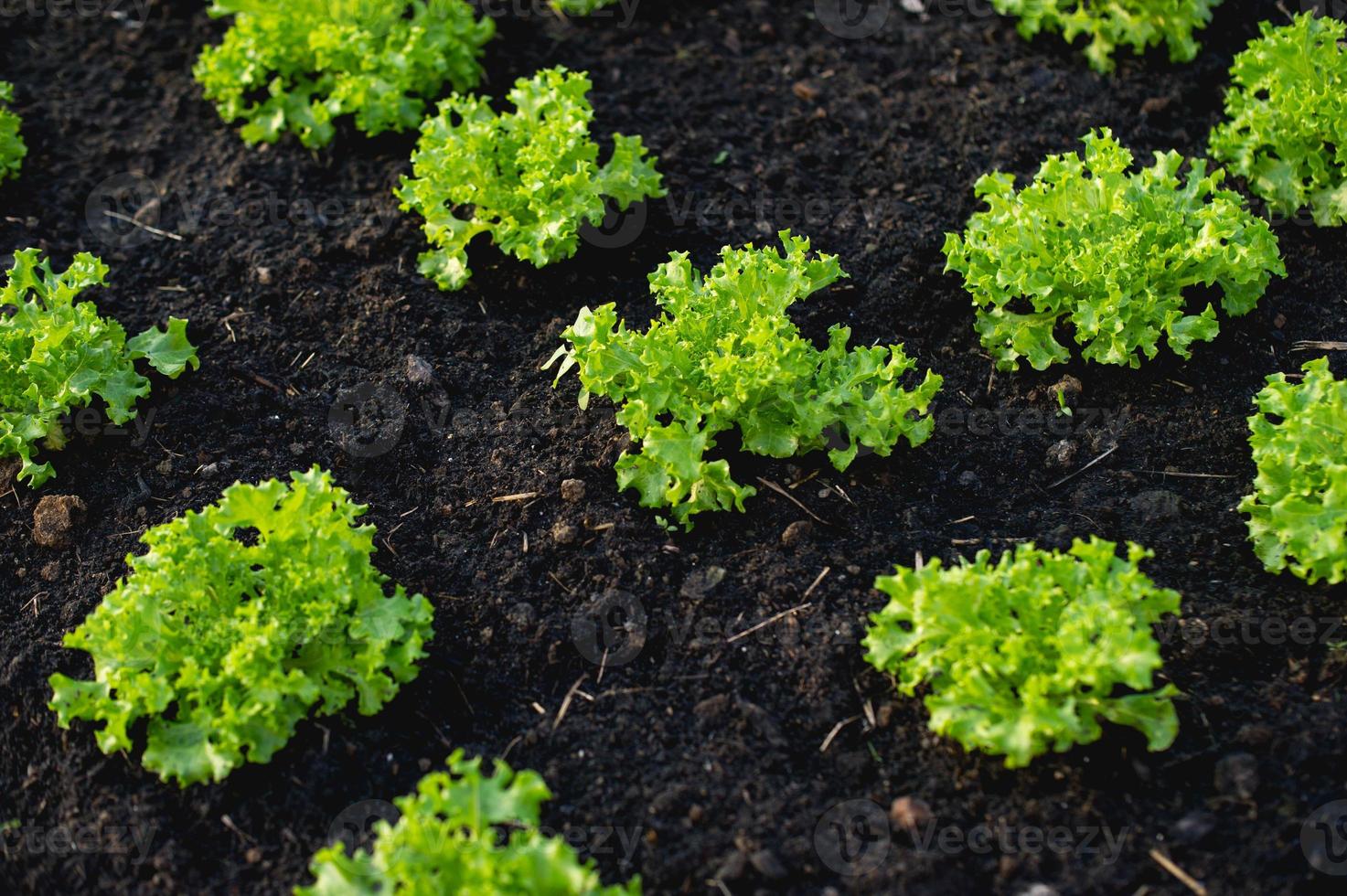 gemüsegarten von bauern ohne bauern konzept von gemüsegarten, küche und ungiftigen lebensmitteln foto