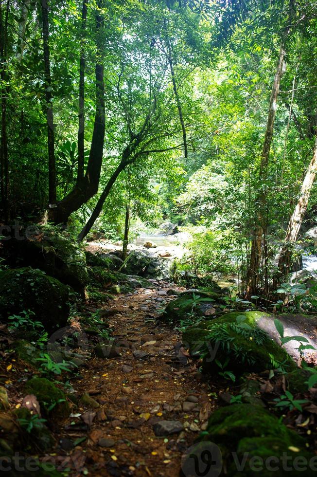 Waldgrün fruchtbare Flächen im Waldgebiet foto