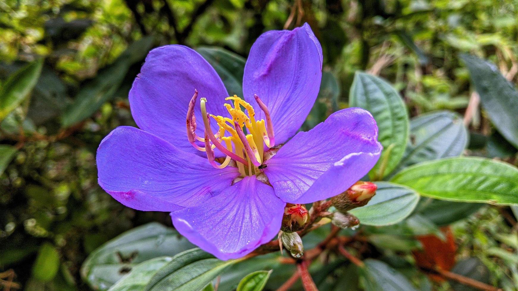 lila Blüten als schöner natürlicher Hintergrund. foto