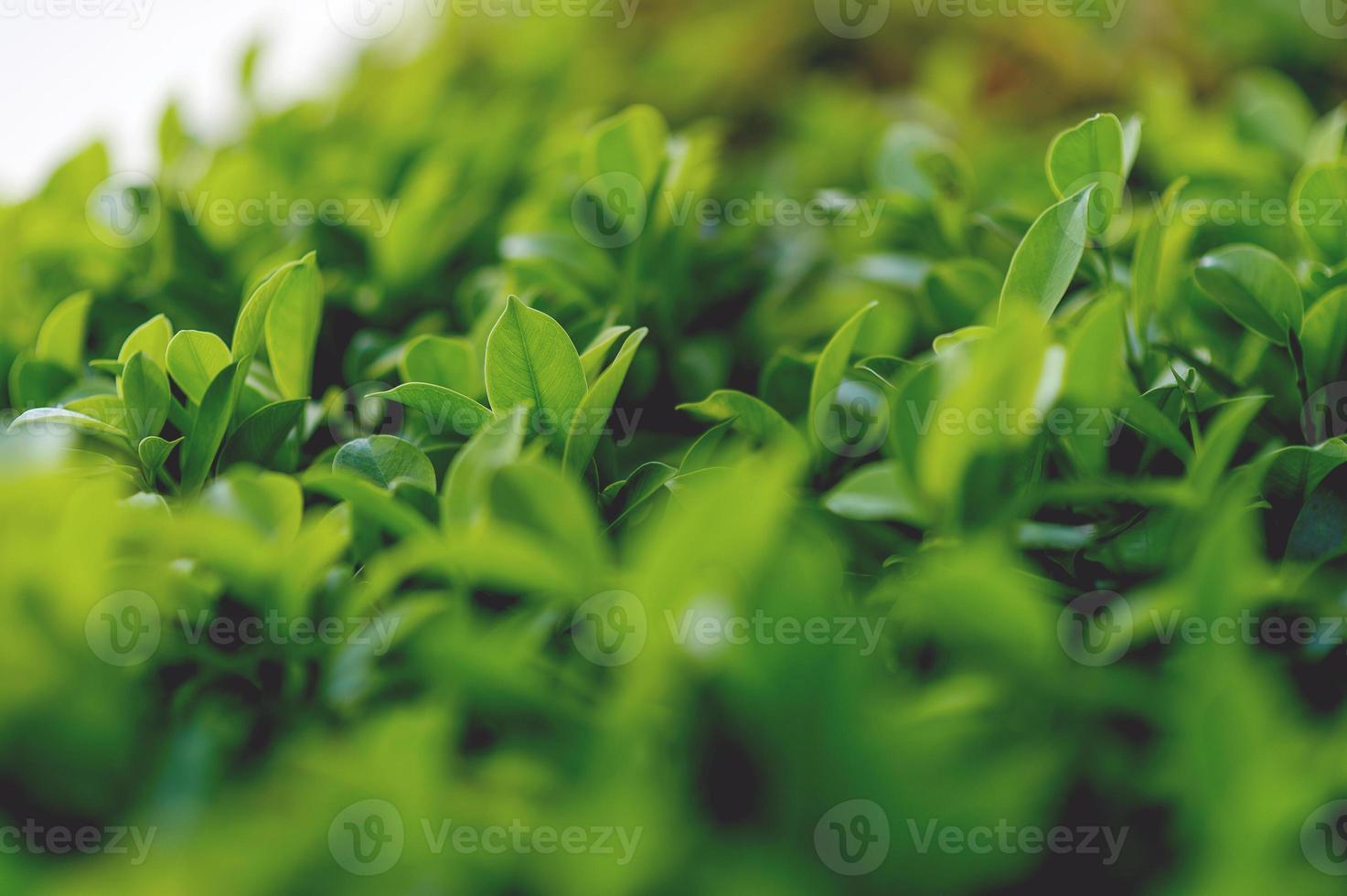 top grüne teeblätter aus weichen teeblättern natur reiseideen mit kopierraum foto