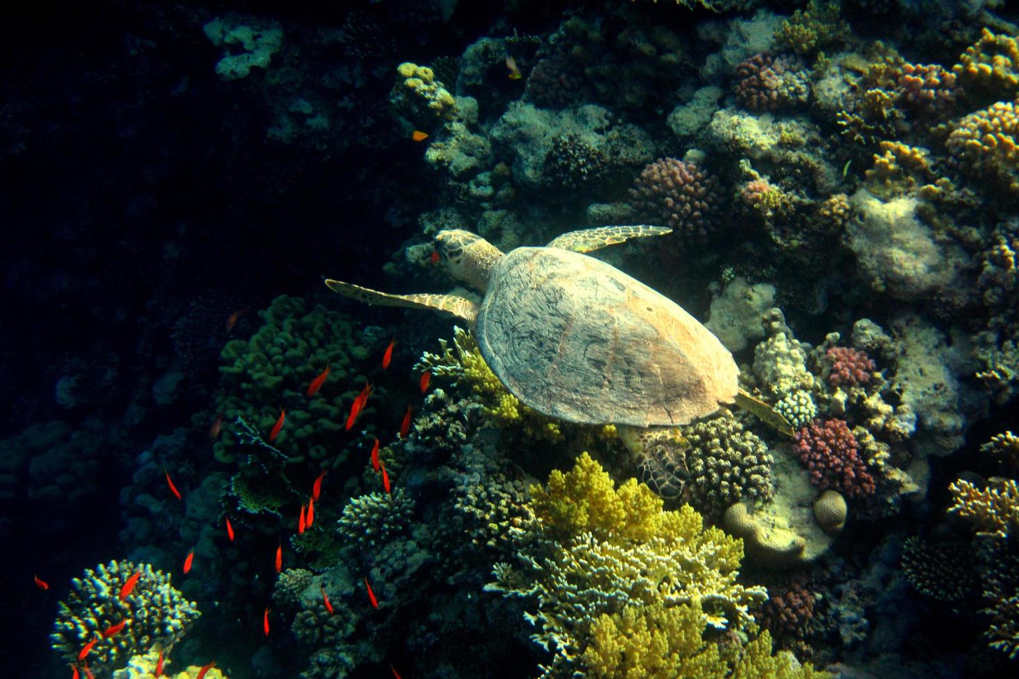 Echte Karettschildkröte schwimmt an Korallen foto