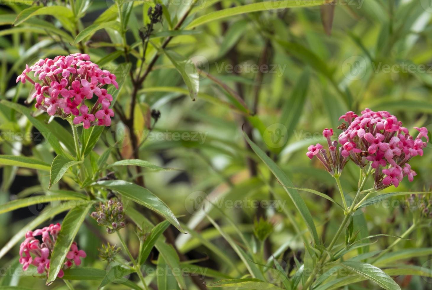 frischer schöner blumenstrauß rosa blütenknospe und blüht mit grünen blättern im natürlichen botanischen garten foto