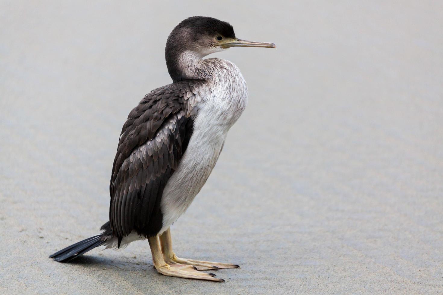 Gefleckter Shag, der an einem Sandstrand steht foto