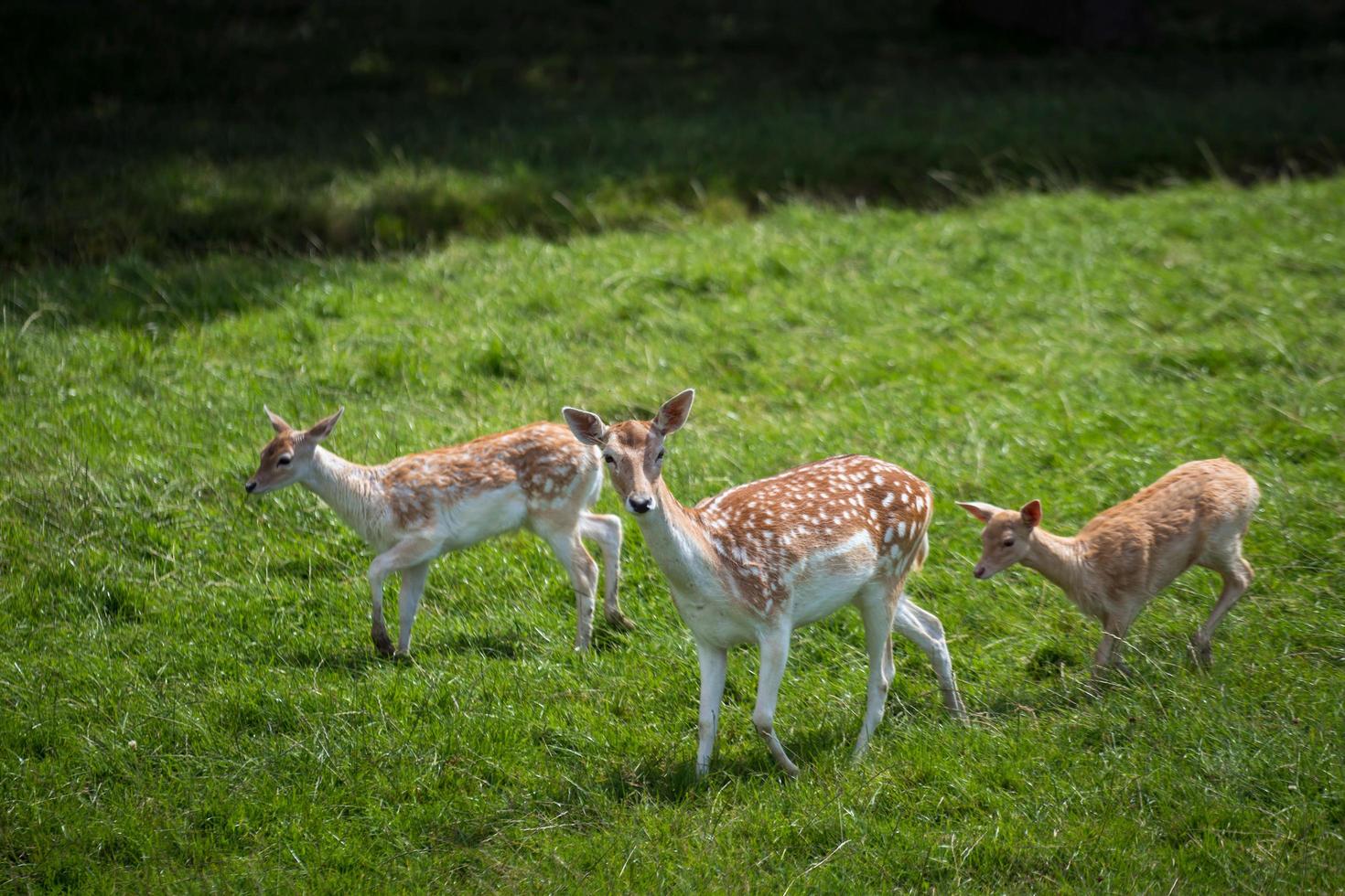 Damwild, das im Gras läuft foto