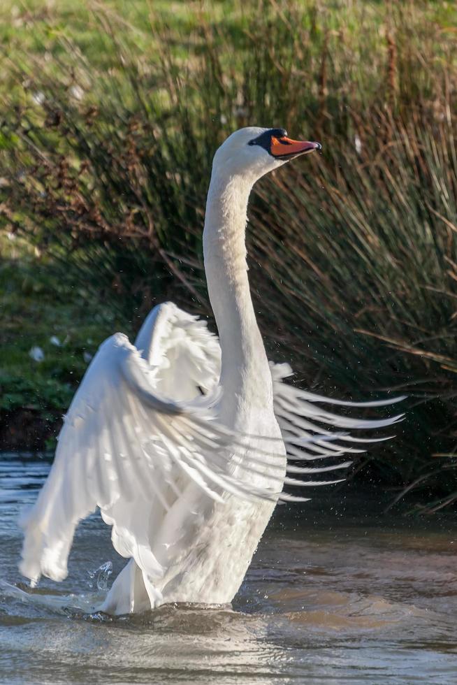 Höckerschwan-Ballett auf dem See foto