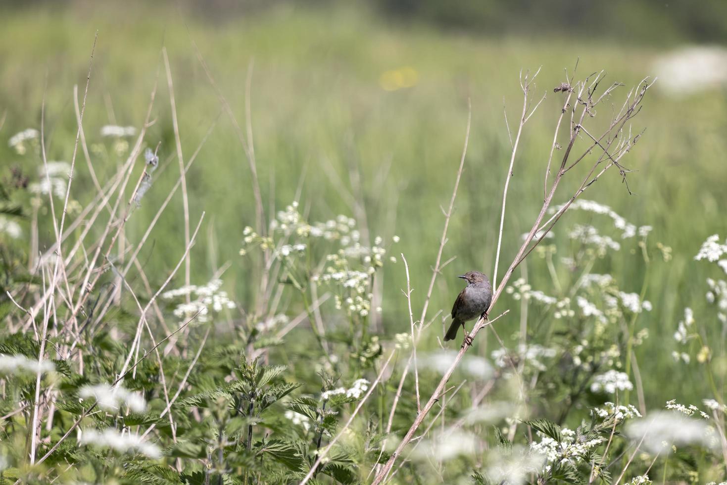 Hedge Accentor thront im Frühling auf einem toten Stamm foto