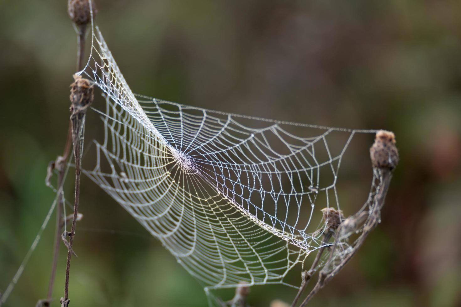 Spinnennetze, die mit Wassertropfen aus dem Herbsttau glänzen foto