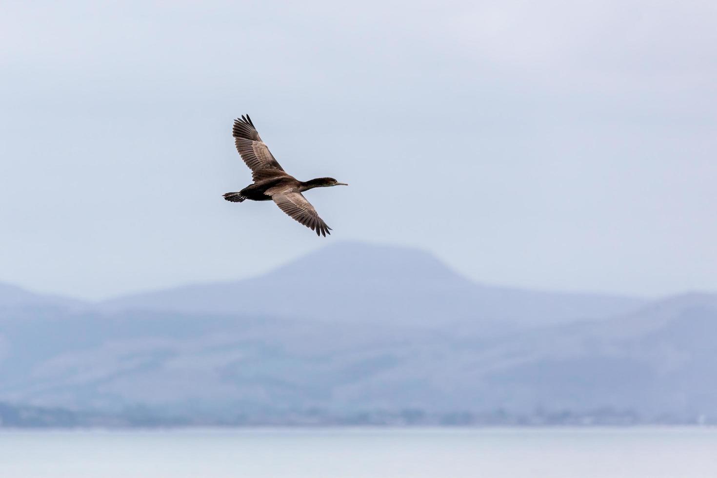 spotted shag fliegt über die otago-halbinsel foto