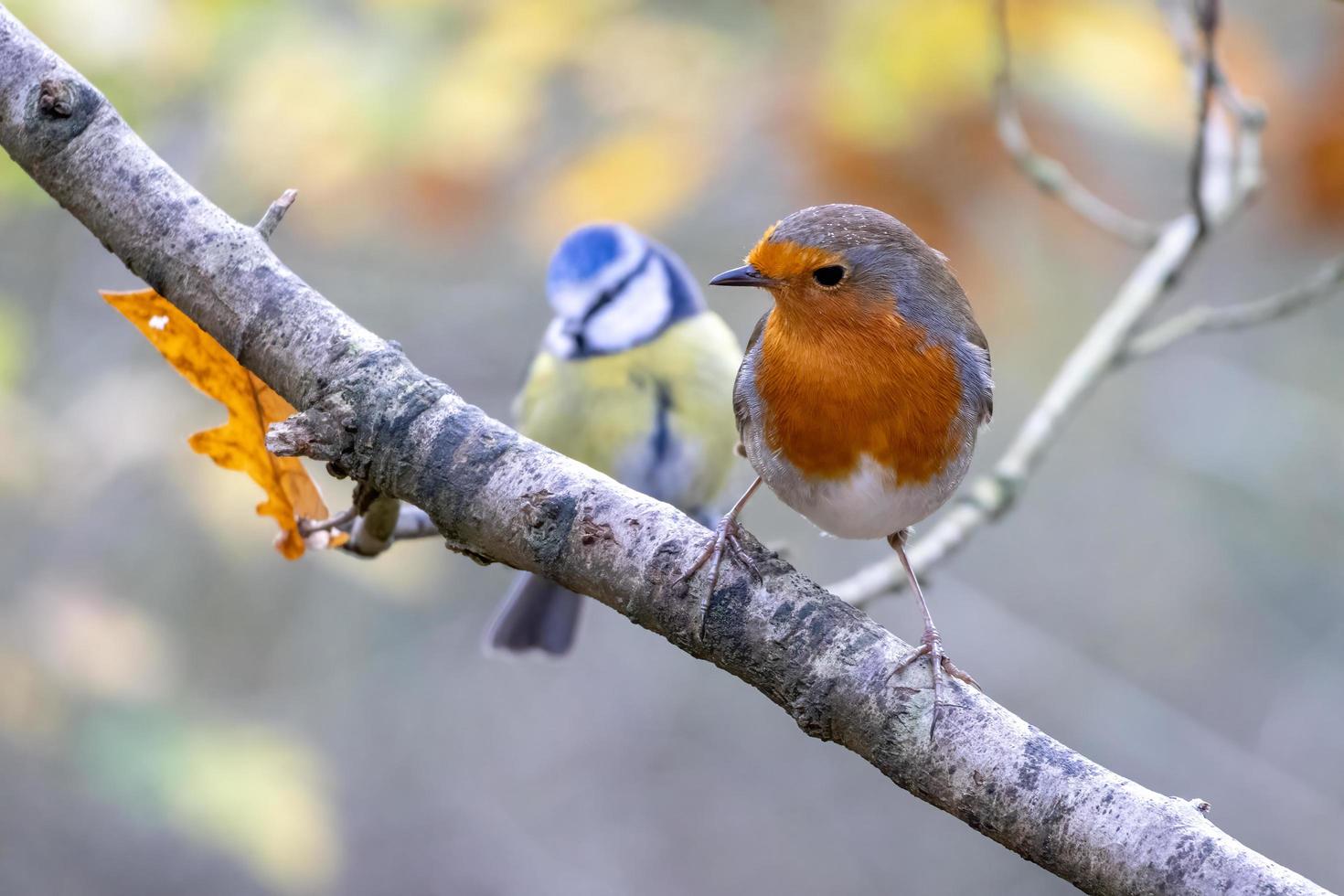 Rotkehlchen, das wachsam aussieht, thront an einem Herbsttag auf einem Baum mit einer Blaumeise dahinter foto