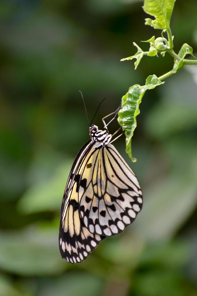 Reispapier Schmetterling foto