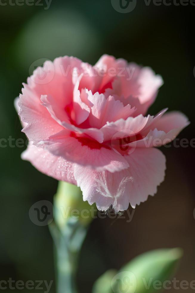 Rosa Nelke blüht in einem englischen Garten foto