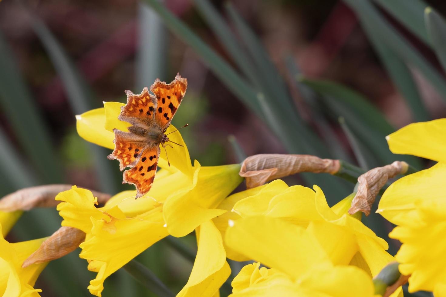 Komma Schmetterling ruht auf einer Narzisse foto