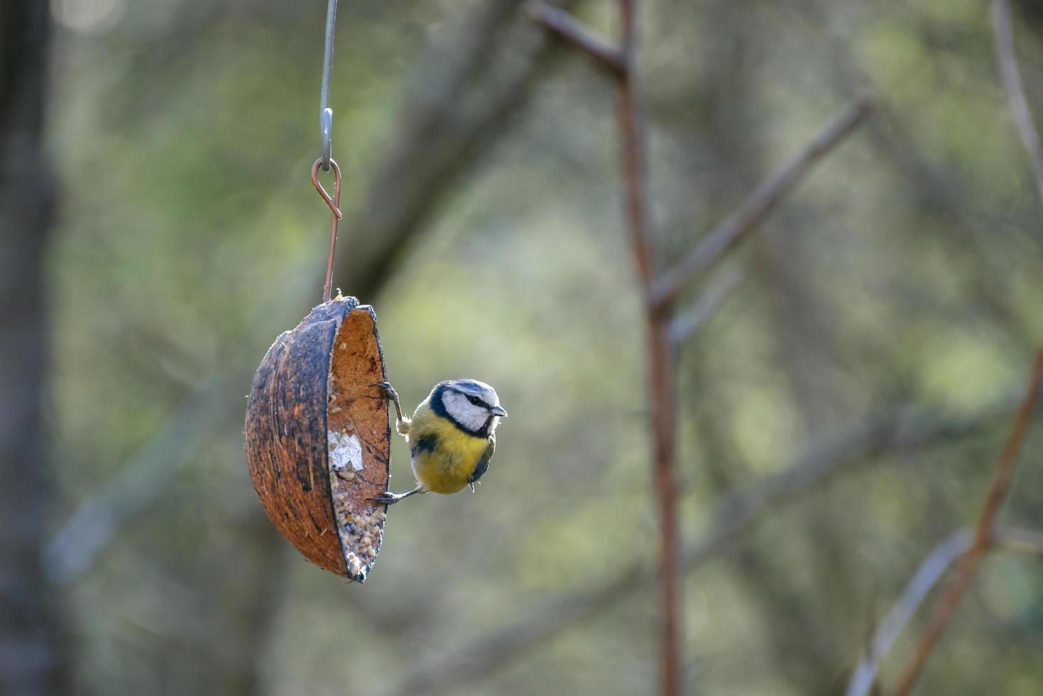 Blaumeise, die sich in der Frühlingssonne am frühen Morgen an eine Kokosnussschale klammert foto