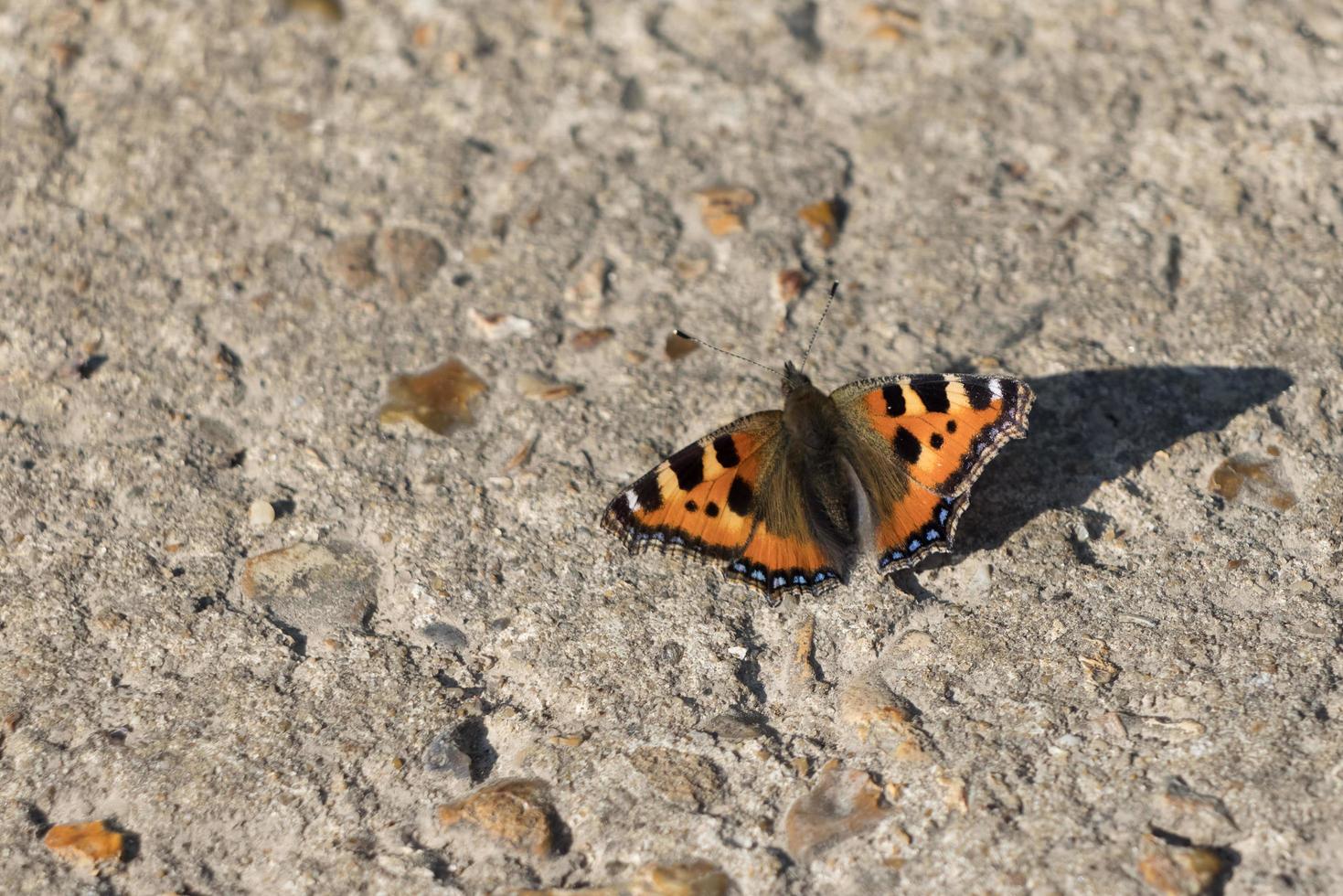 Kleiner Schildpatt-Schmetterling, der in der Frühlingssonne auf einem Concete-Pfad ruht foto