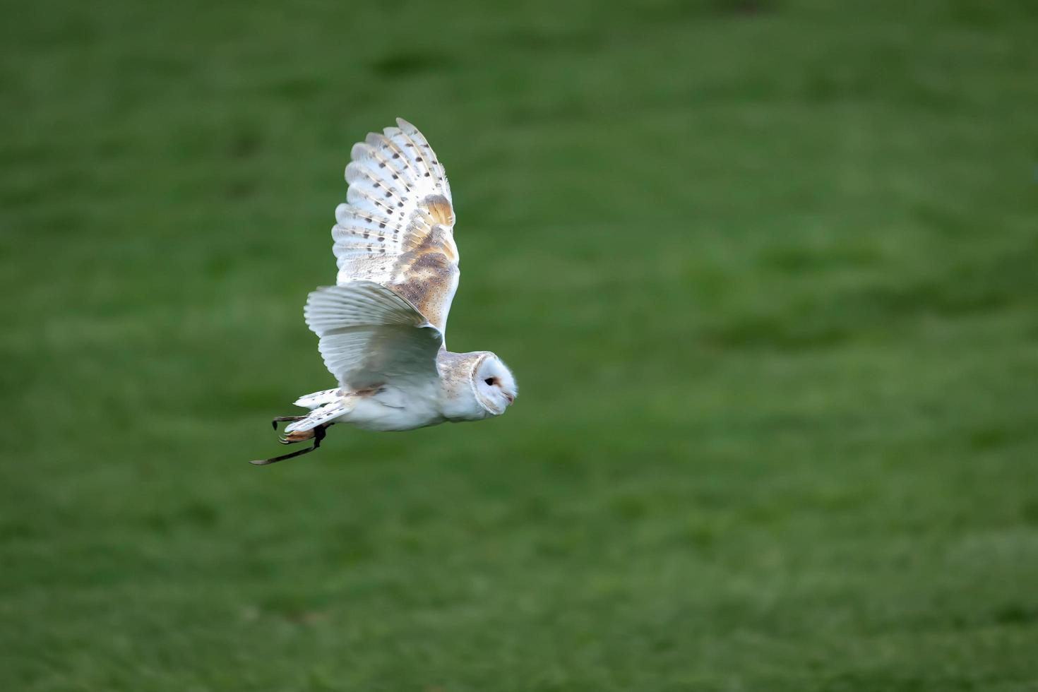 Schleiereule im Flug foto