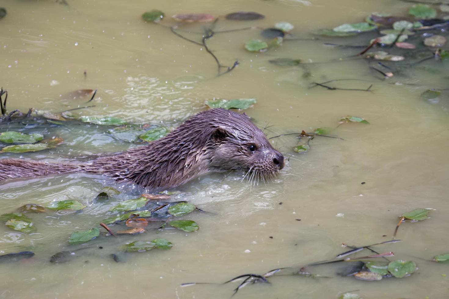 Otter, der in einem See schwimmt foto