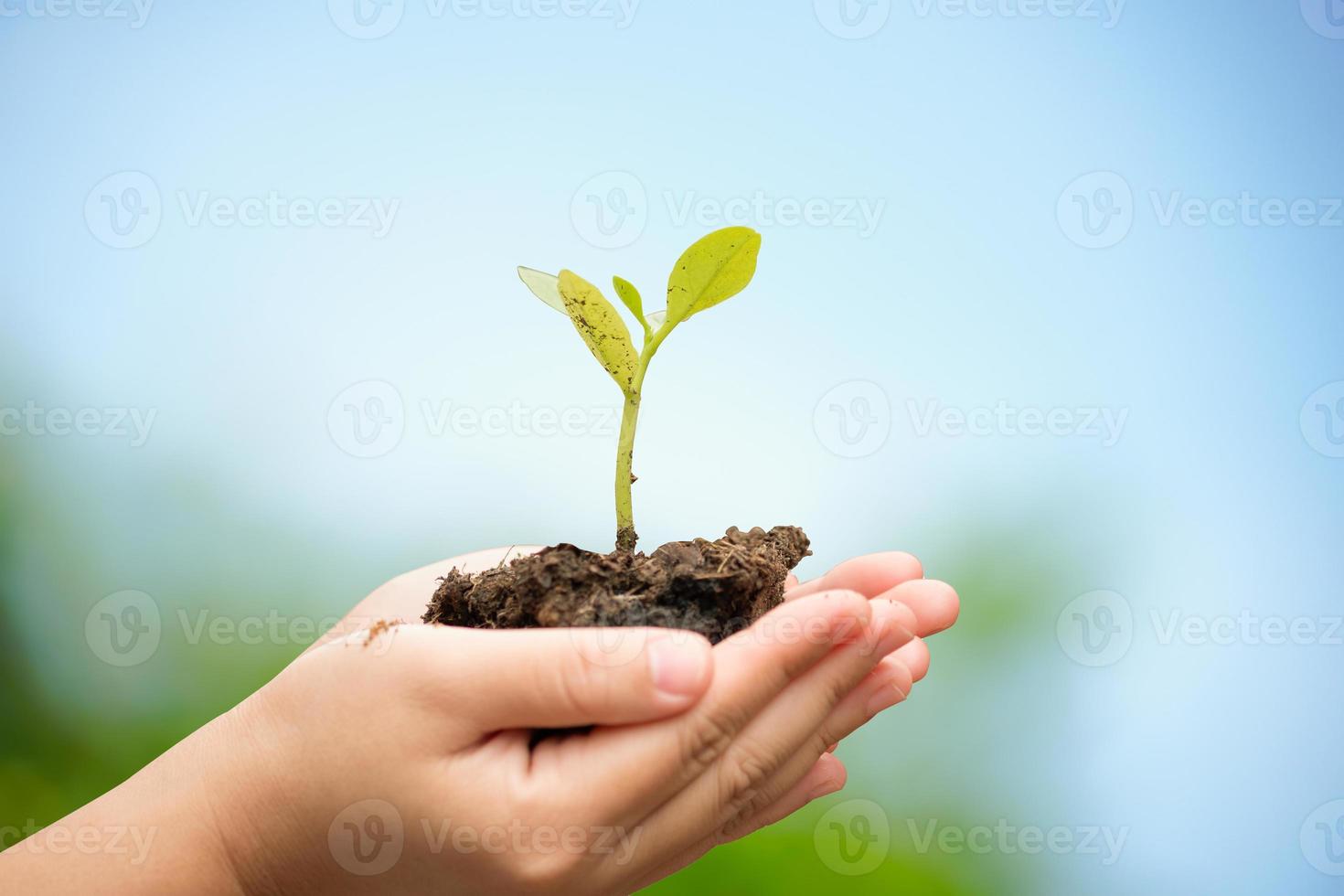 Baum gepflanzt auf menschlicher Hand mit natürlichem blauem Unschärfehintergrund. Pflanzenwachstum und Umweltschutzkonzept. foto