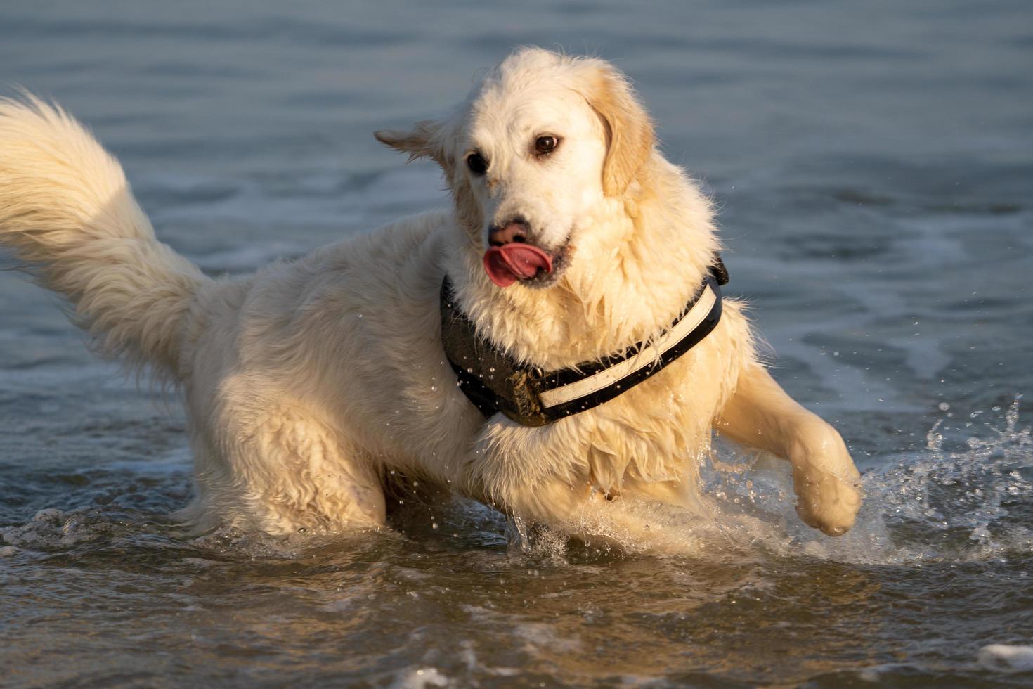 Golden Retriever im Meer bei Sonnenuntergang foto