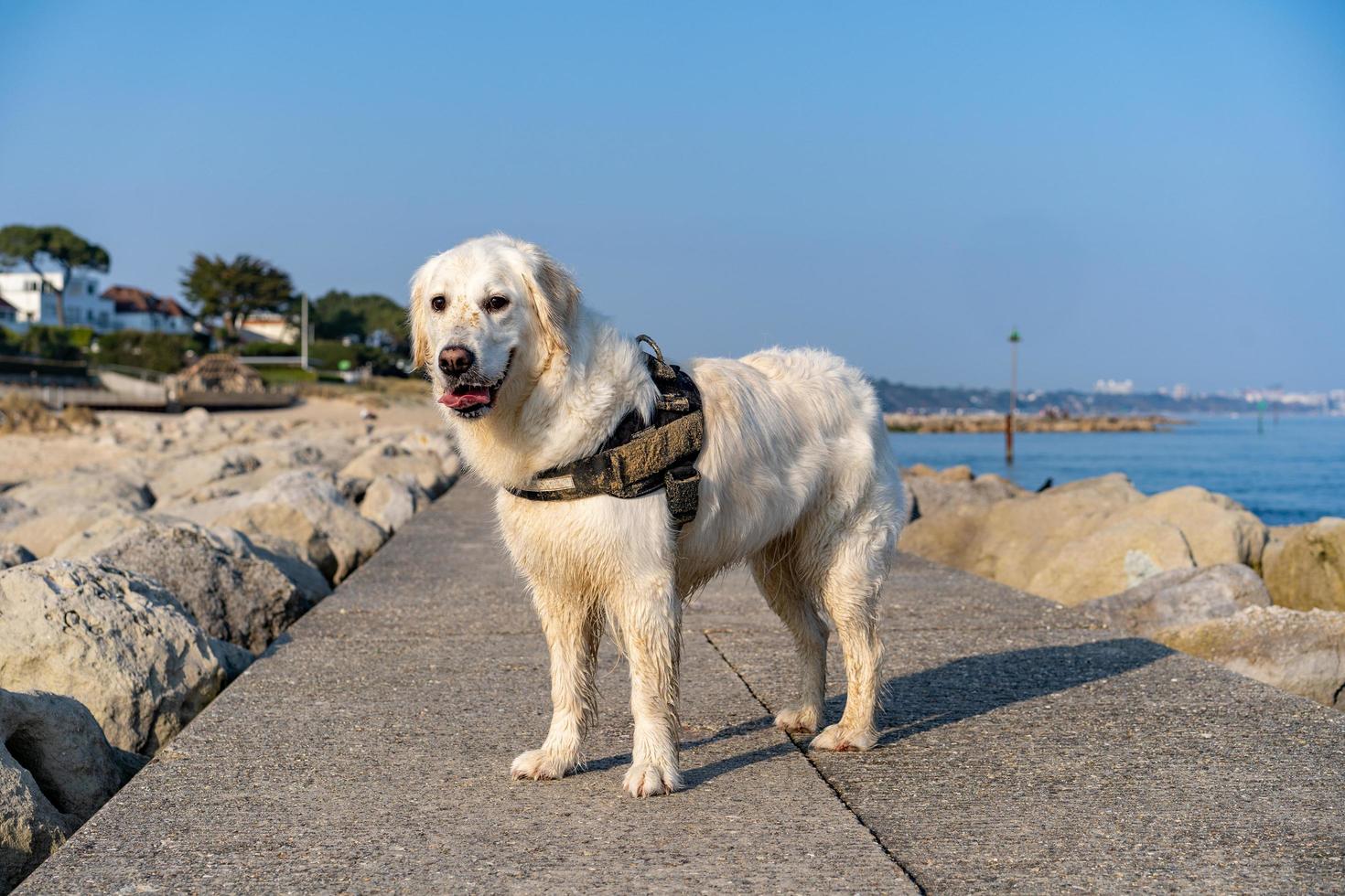 Golden Retriever am Strand foto