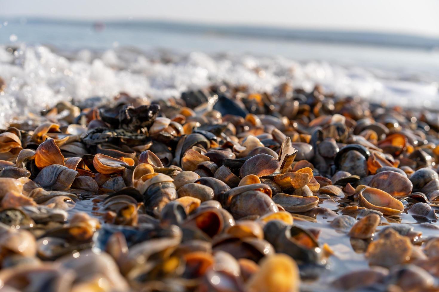 Muscheln mit Wellen an den Strand gespült foto