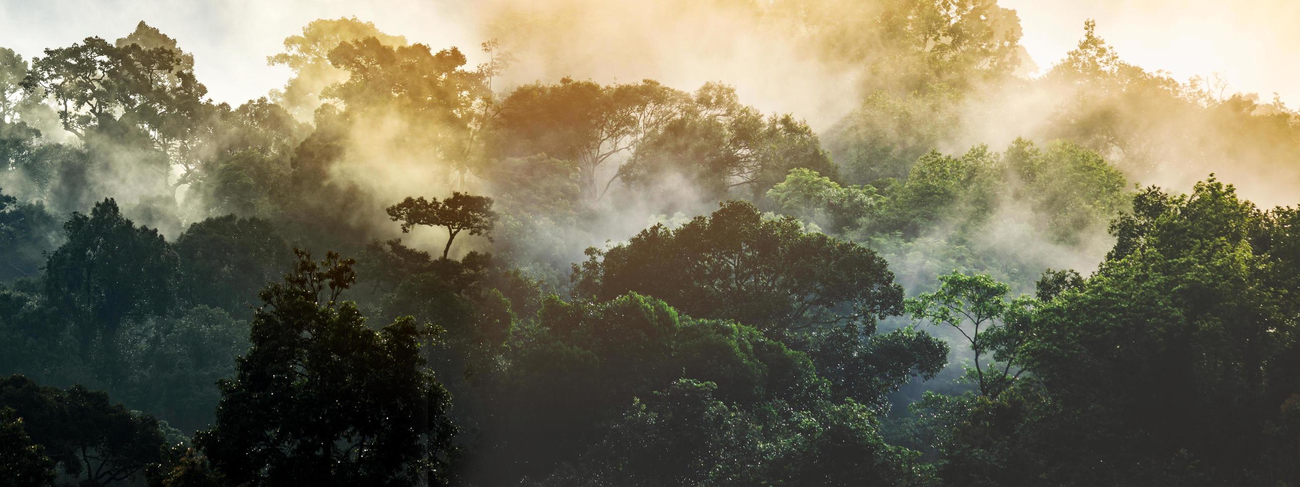 Panorama-Banner-Hintergrund der tropischen Waldlandschaftsszene für die Verwendung im Konzept der Umweltökologie und der nachhaltigen Energie oder des Tages der Erde, wildes Holz als szenische Verwendung für Tapeten von Spa und Tourismus foto