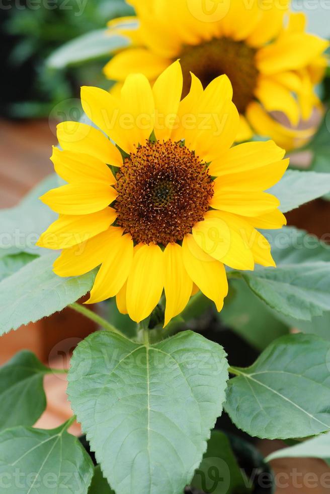 Helianthus annuus, kleine und eingetopfte Sonnenblumen. kleine Blütengröße foto