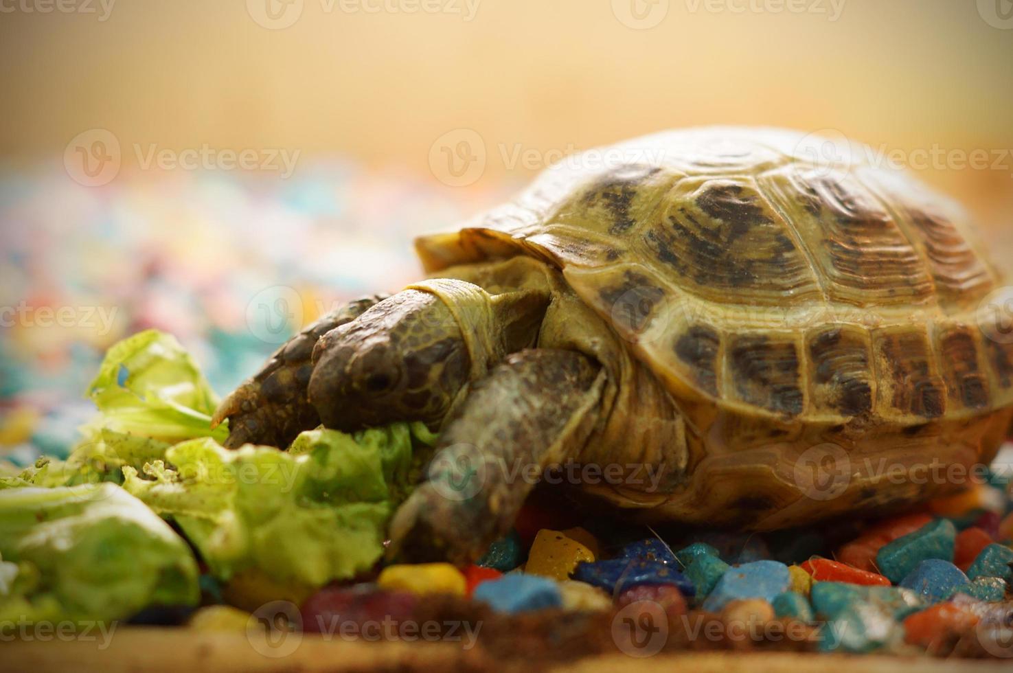 Schildkröte isst Gemüse foto