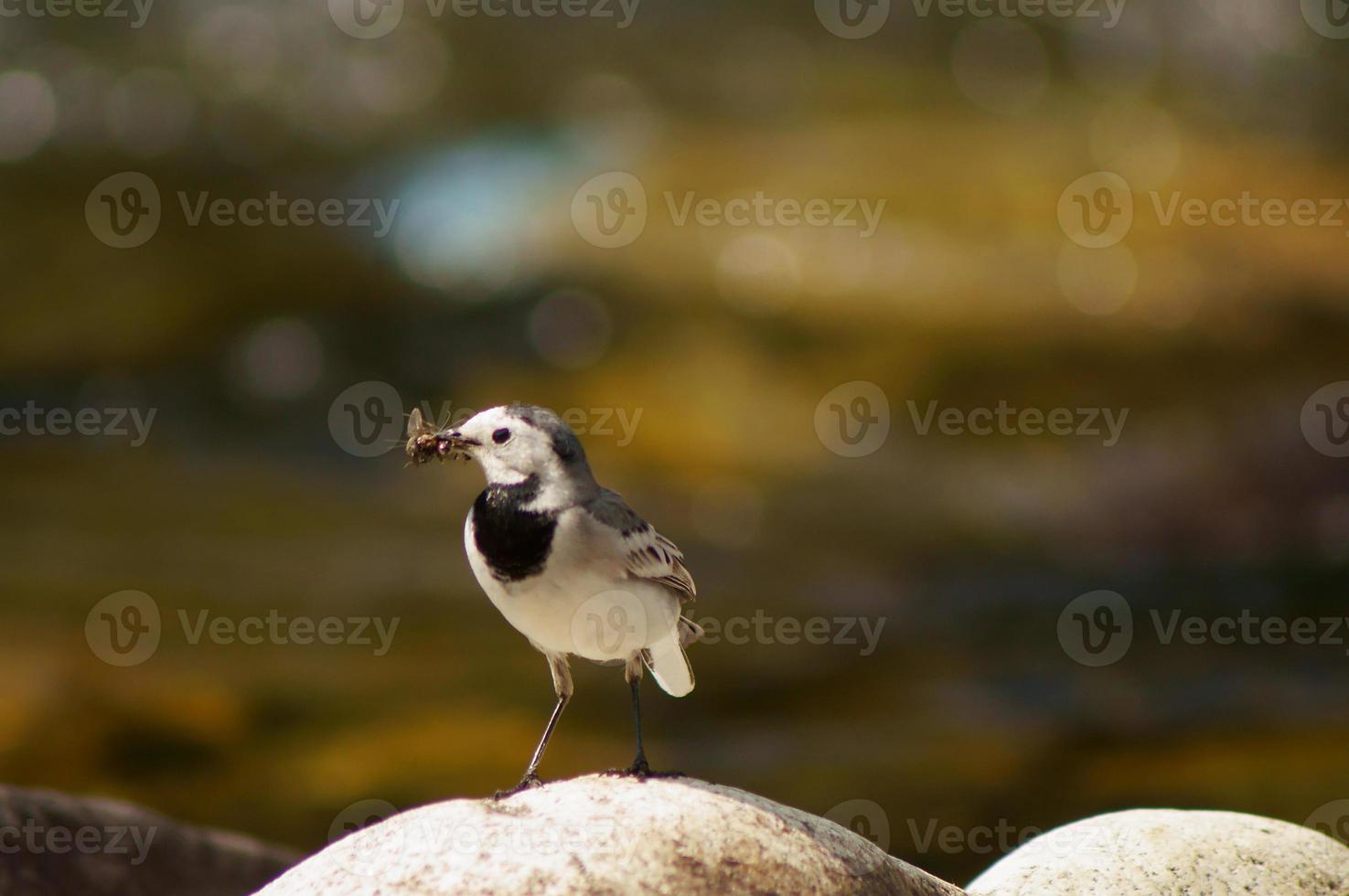 ein Vogel auf einem Stein auf einem Landschaftshintergrund foto