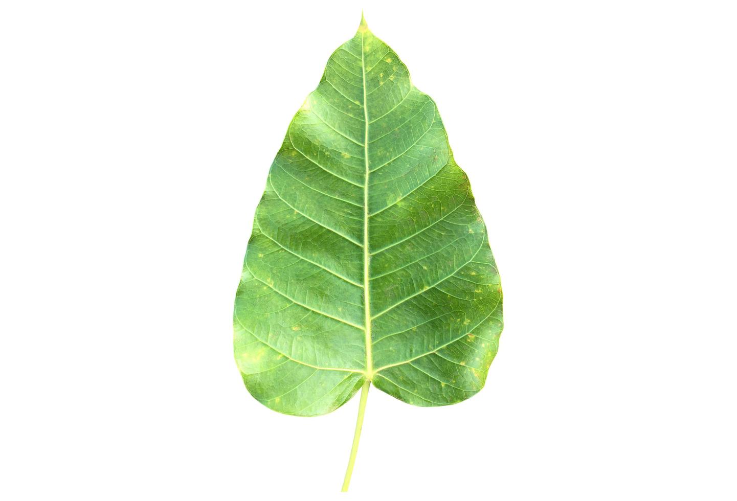 isoliertes ficus religiosa-blatt mit beschneidungspfaden. foto