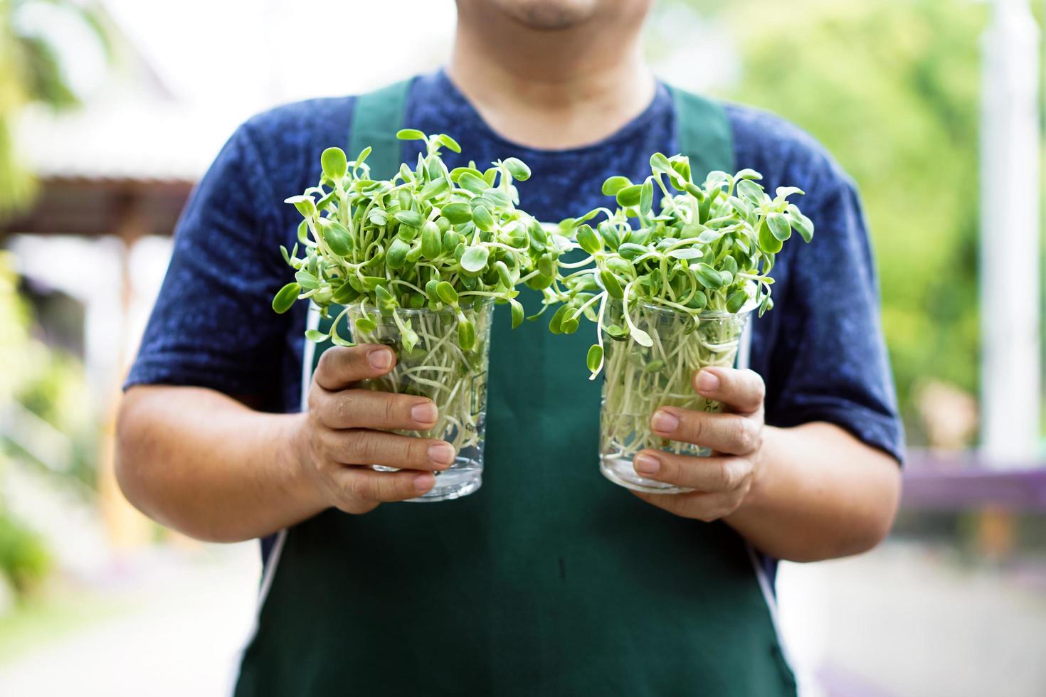 sonnenblumensprossen in transparenten plastikbechern, die asiatischen männern mittleren alters in den händen halten, weicher und selektiver fokus auf sonnenblumensprossen, konzept für gärtnern und entspannen zu hause. foto